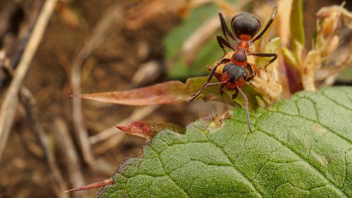 Free Detailed image of an ant exploring a leaf in its natural habitat. Stock Photo