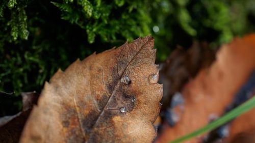 Free stock photo of autumn, drops, fallen leaves Stock Photo
