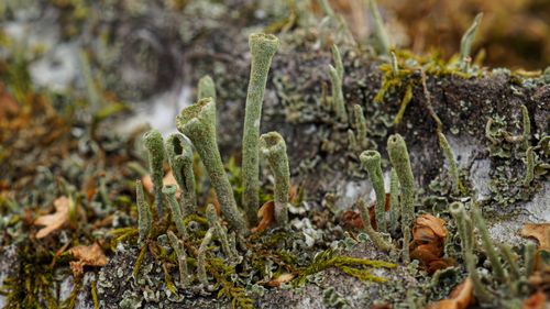 Free stock photo of autumn, cladonia, lichen Stock Photo