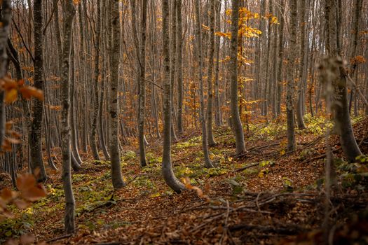 A tranquil autumn scene in Domaniç's forest, showcasing vibrant fall foliage and serene natural beauty.