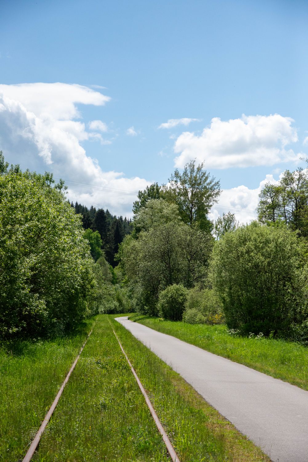 Tranquil Green Path in Summer Landscape · Free Stock Photo
