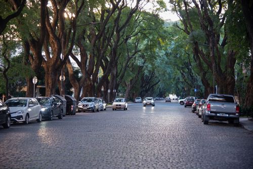 Free Beautiful tree-lined street with parked cars in Buenos Aires, Argentina. Stock Photo