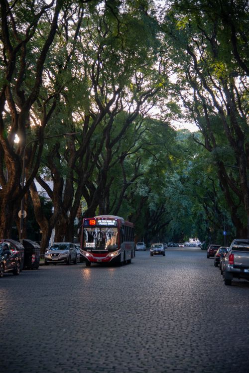 Free Serene tree-lined street scene in Buenos Aires with a passing bus. Stock Photo