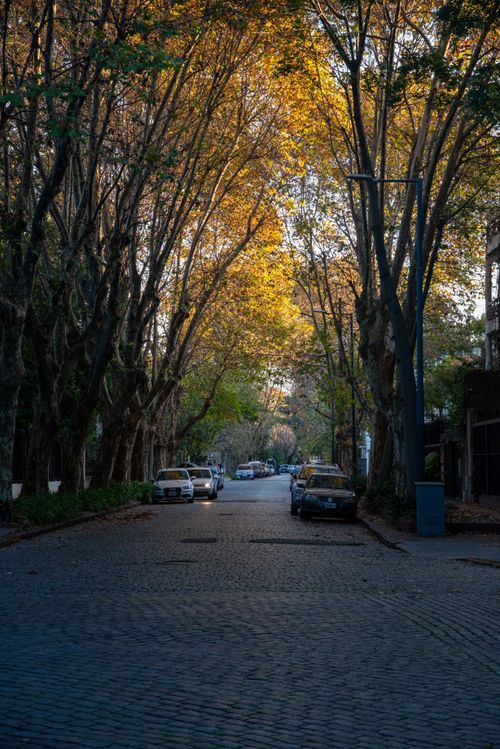 Free A serene street in Buenos Aires with tall trees lining both sides during fall. Stock Photo