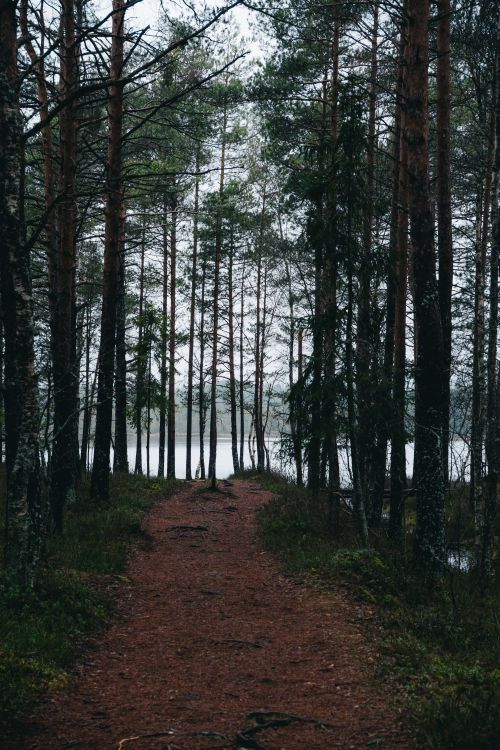 Rabivere Raba Peaceful Forest Pathway in Estonia's Wilderness · Free Stock Photo