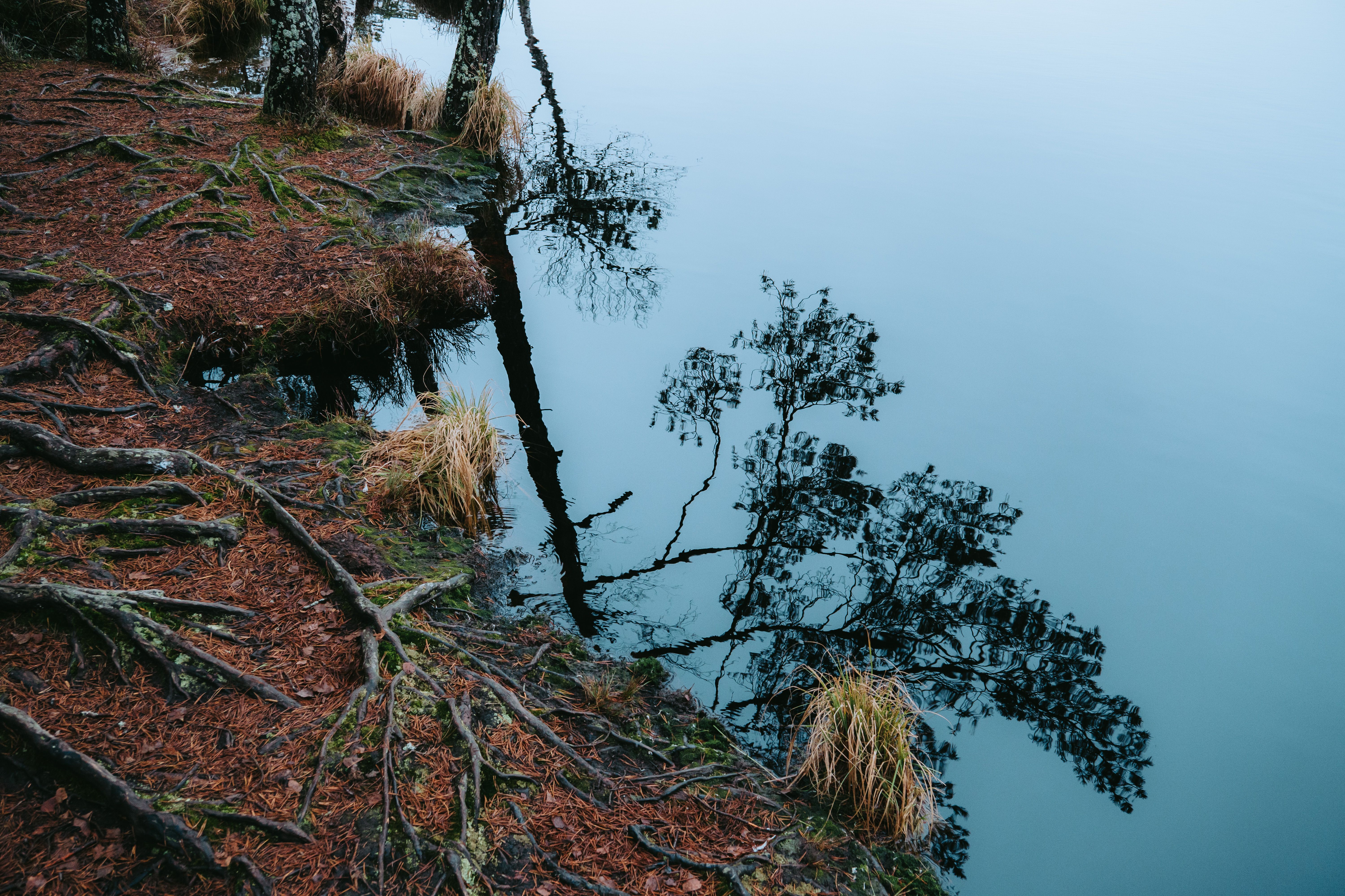Serene Wetland Reflection in Rabivere Forest · Free Stock Photo
