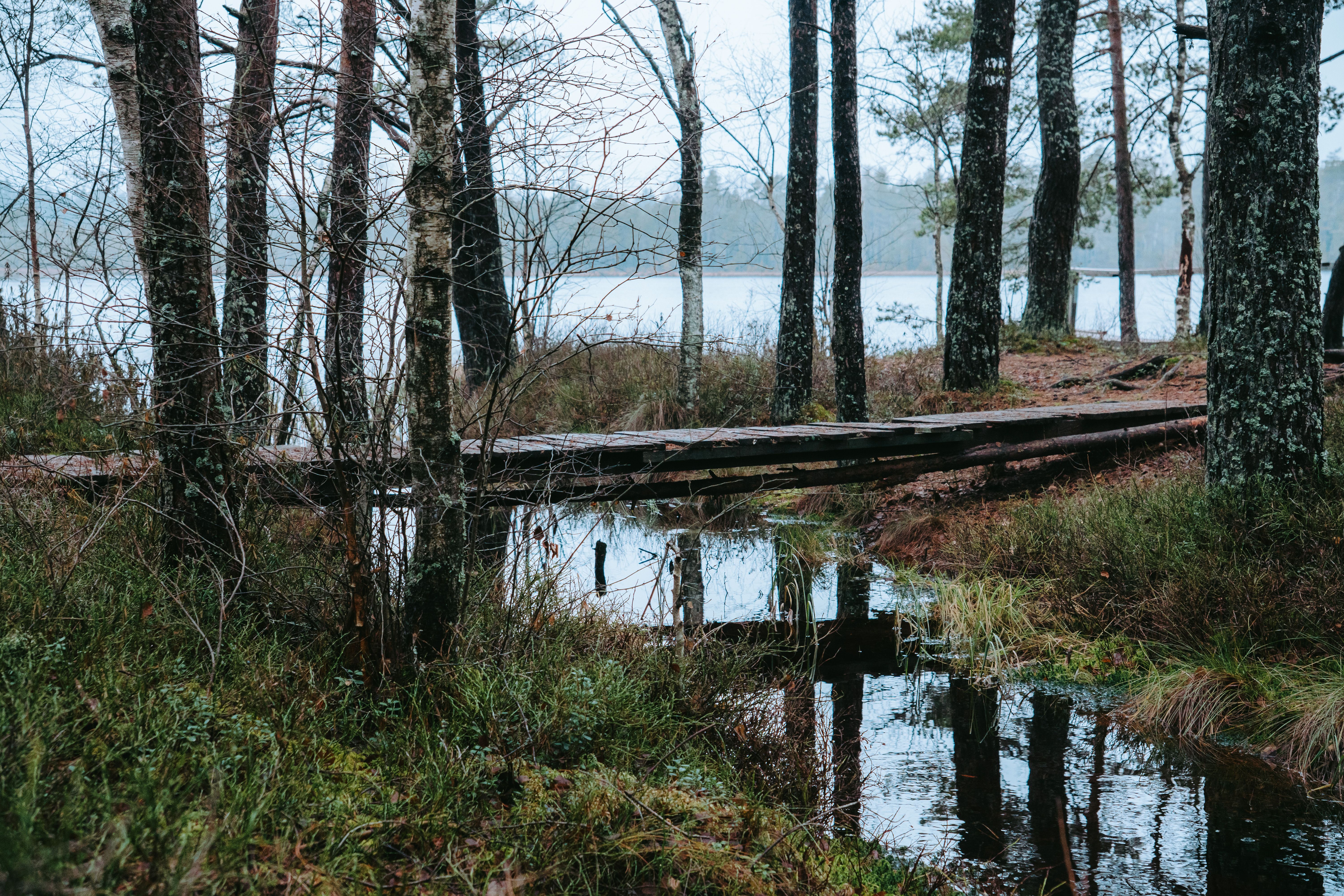 Autumn colours over an Estonian bog with a wooden observation tower