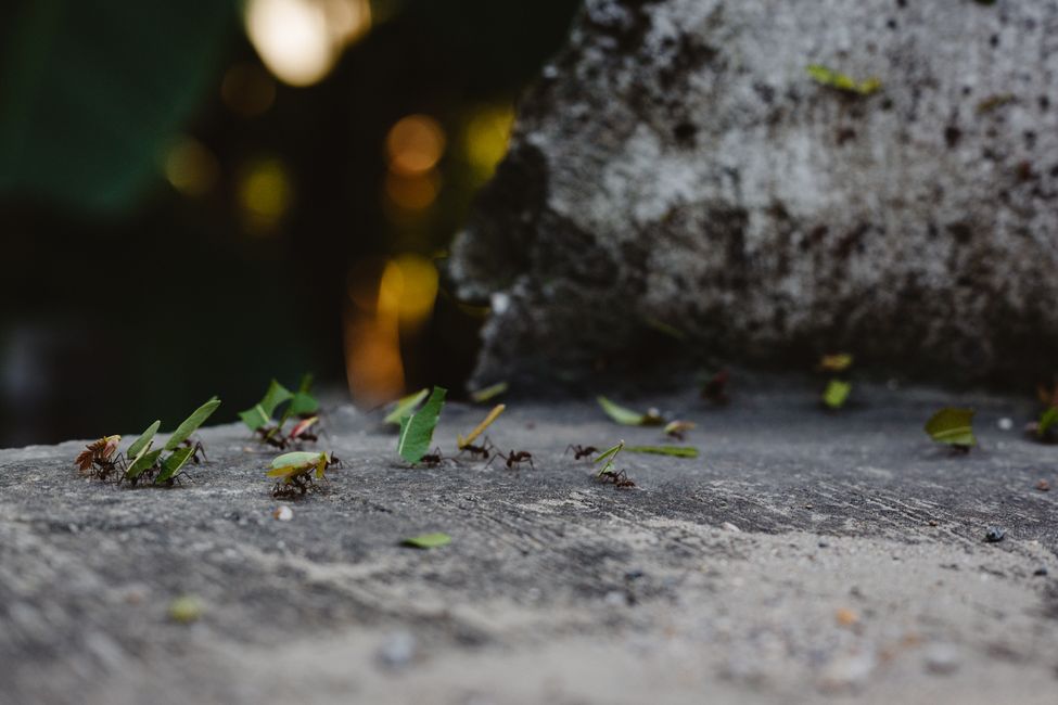 Formigas no quintal Chapecó: Controle em Jardins e Pátios
