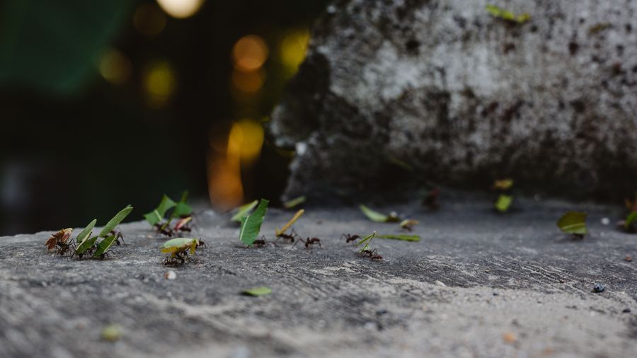 Trending in France: Fourmis — The Honest Guide to Indoor Ant Control