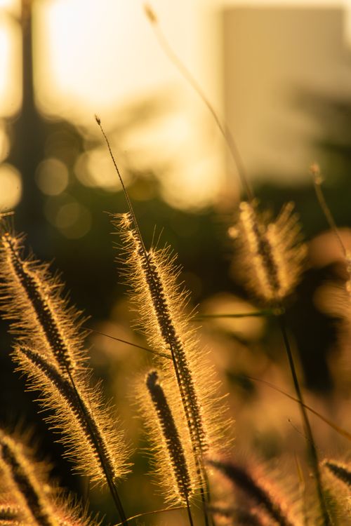 Free Close-up of wild grass backlit by golden hour sunlight, creating a warm, tranquil atmosphere. Stock Photo