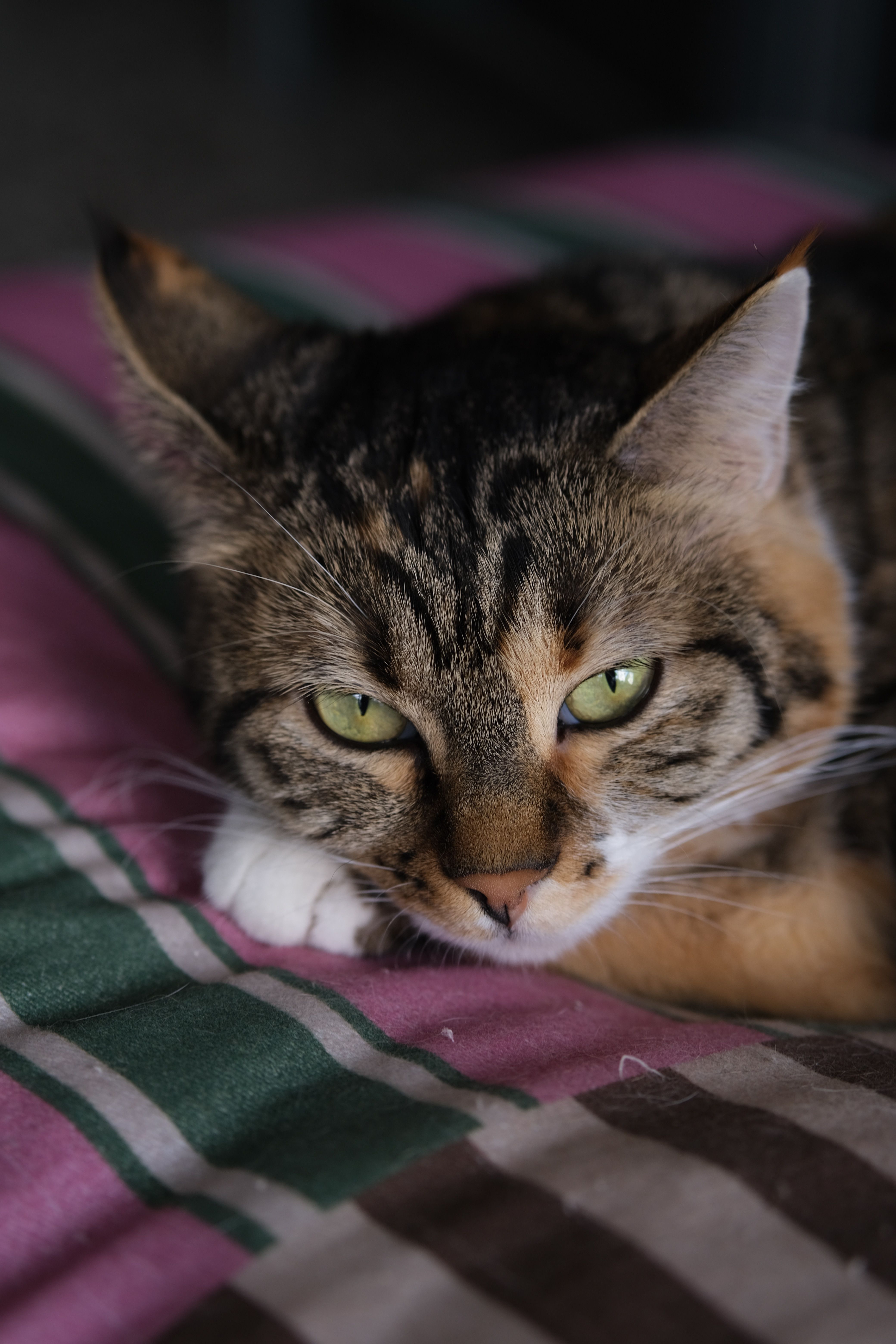 Gratis Un tranquillo gatto domestico con gli occhi verdi che riposa su una coperta a righe in casa. Foto a disposizione