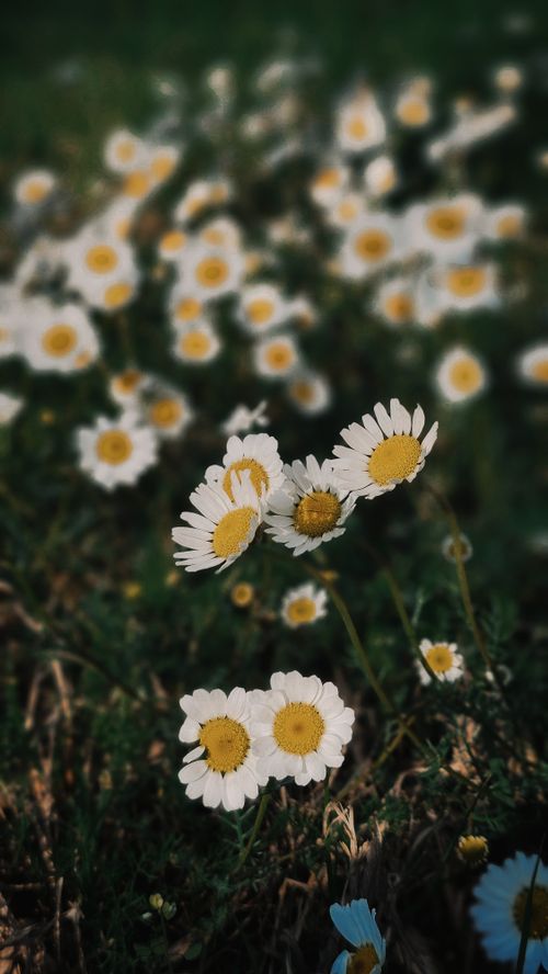 Free Daisies blooming in a lush green meadow, capturing the essence of spring. Stock Photo