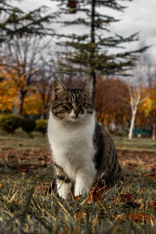 Free Charming tabby cat portrait with autumn foliage in Eskişehir park. Stock Photo