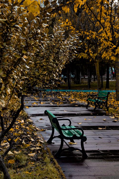 Free A serene autumn scene in Eskişehir park with green benches surrounded by golden foliage. Stock Photo