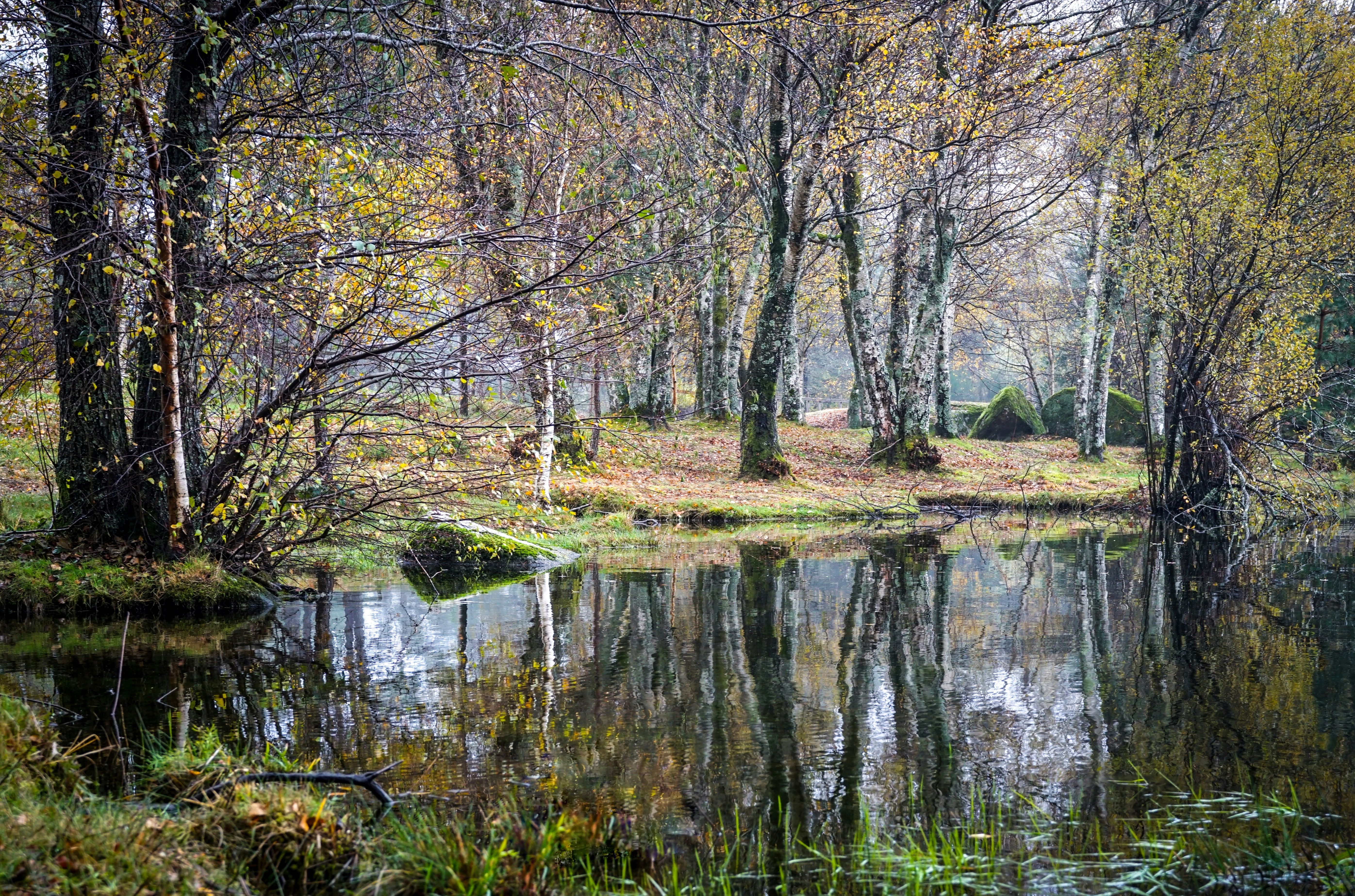 Tranquil Autumn Forest by a Reflective Pond · Free Stock Photo