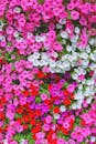 Vibrant Petunia Flower Wall in Bloom