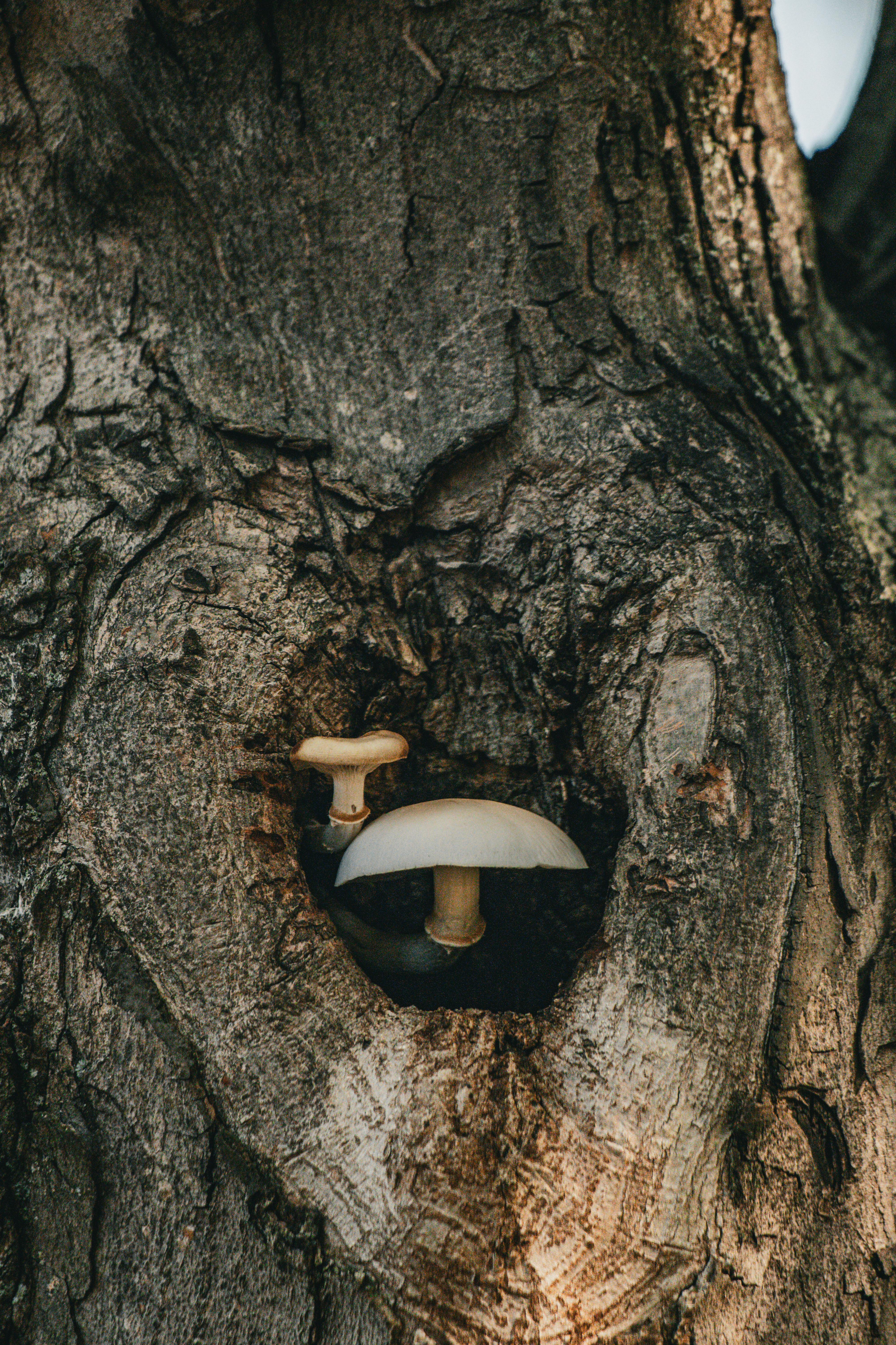 Two mushrooms nestled in a tree bark in Bursa, Türkiye, showcasing nature's beauty.