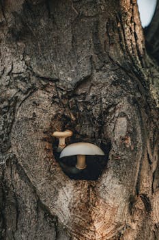 Two mushrooms nestled in a tree bark in Bursa, Türkiye, showcasing nature's beauty.