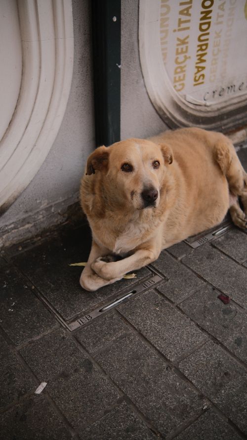Free A street dog lying comfortably on a sidewalk in Istanbul, Turkey. Stock Photo