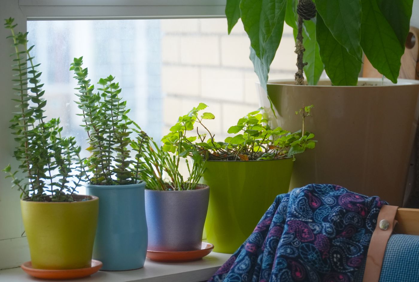 Vensterbank met kamerplanten in verschillende hoogtes en texturen