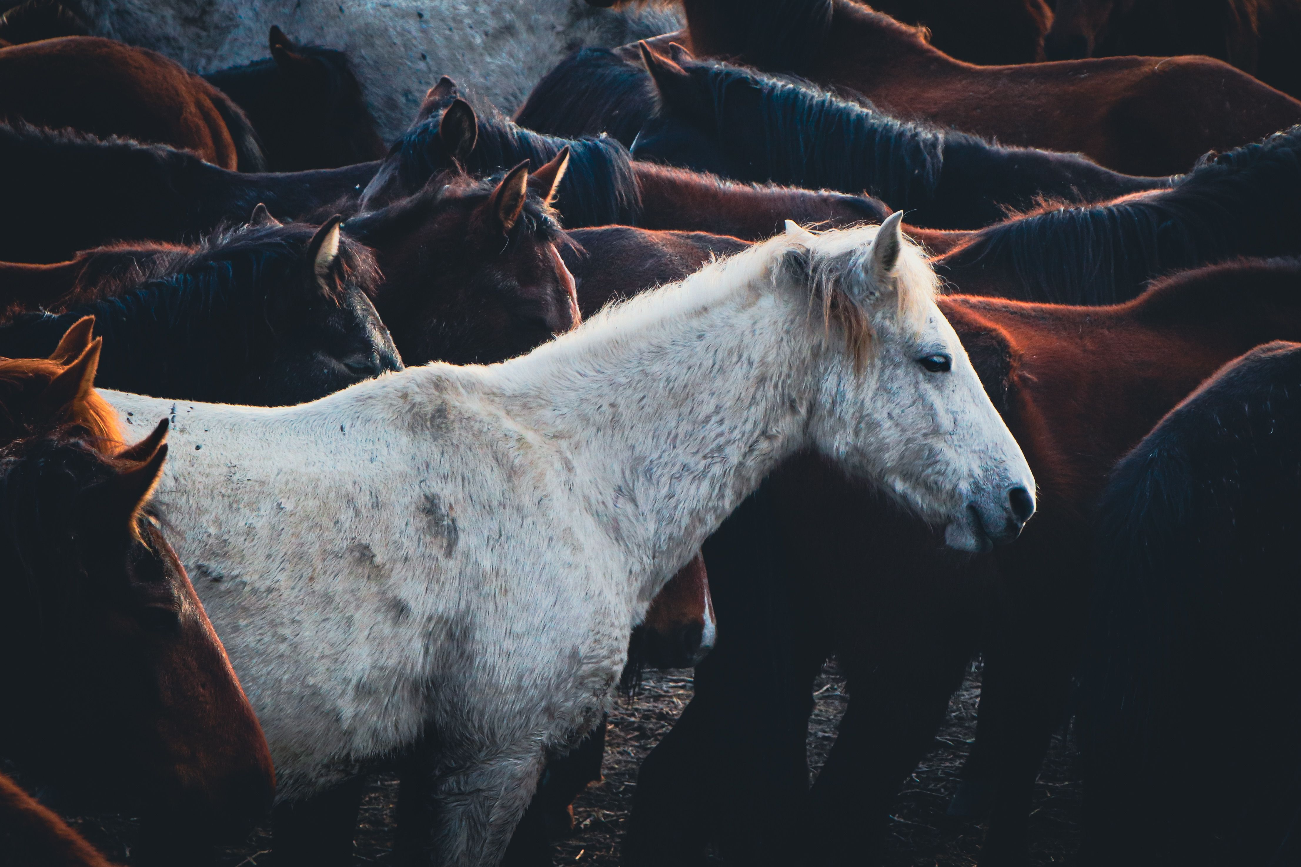 Portrait of a horse at a veterinary clinic