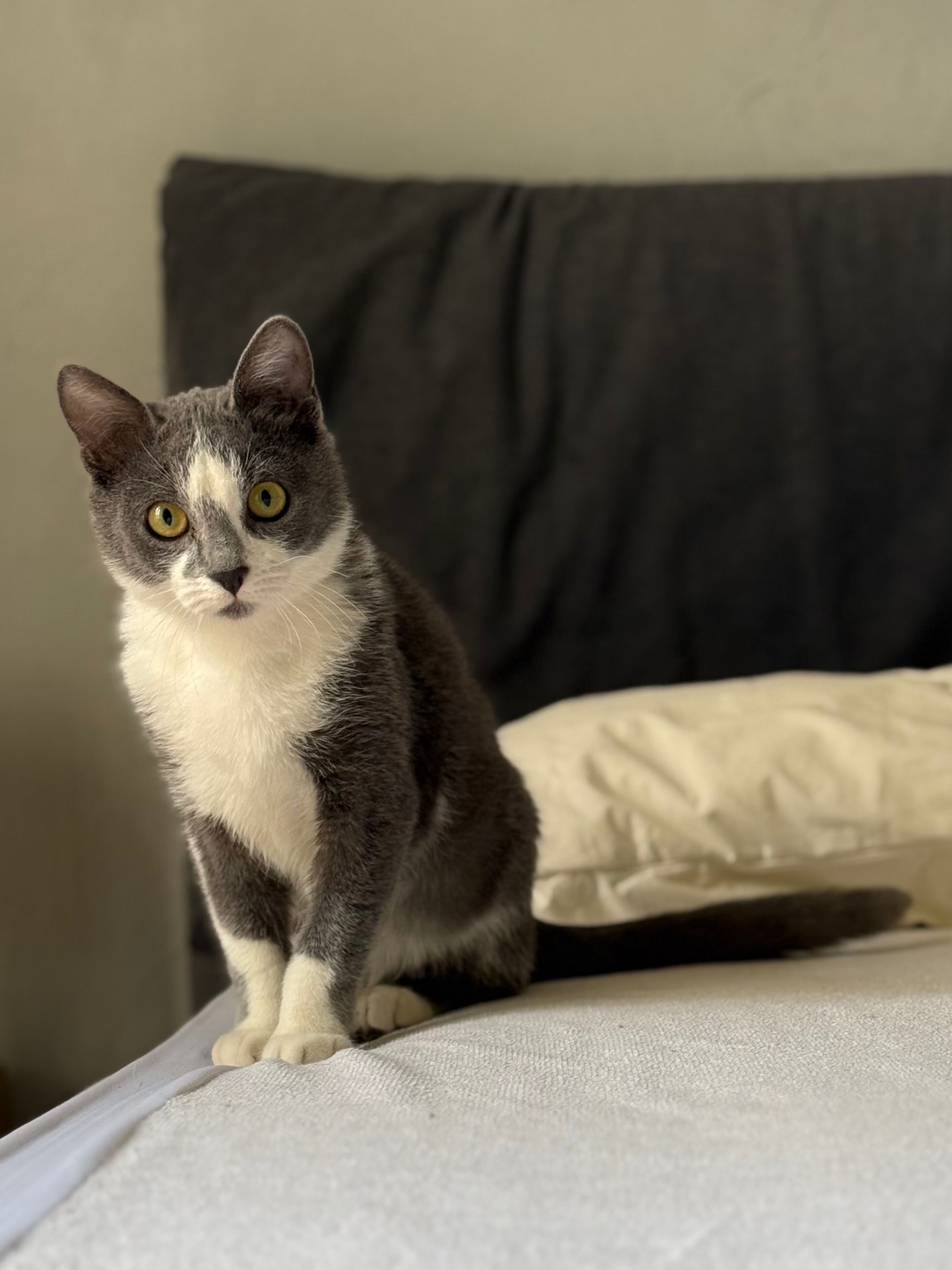 Gray and White Cat Sitting on a Bed Indoors · Free Stock Photo