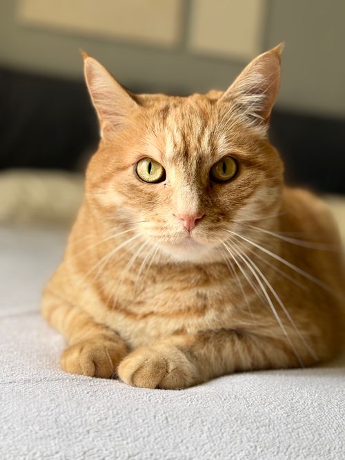 Free Detailed portrait of an orange tabby cat lying on a bed in natural light. Stock Photo
