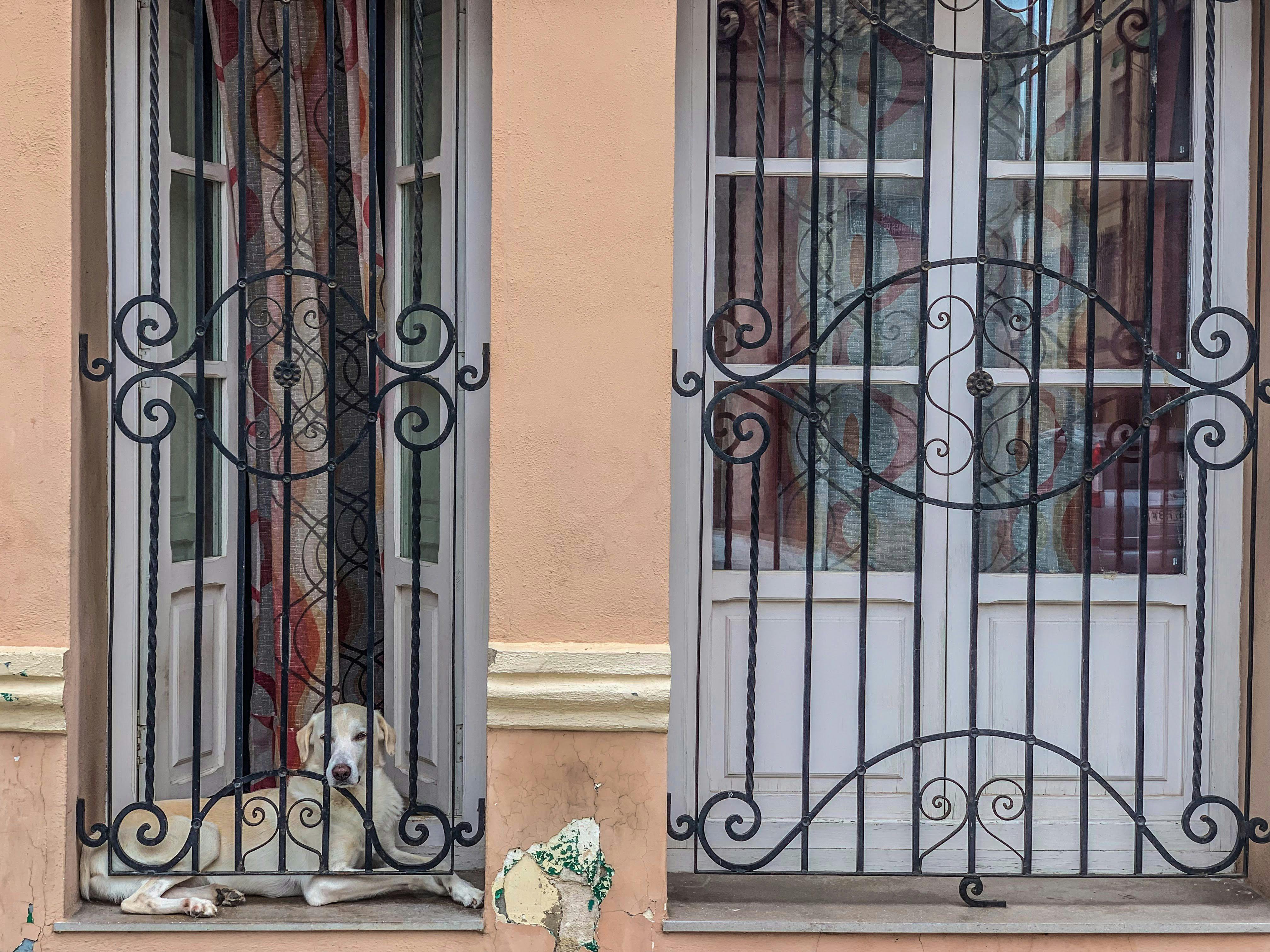 政治：福克斯新聞：特朗普政府重新審查華盛頓槍擊事件後所有阿富