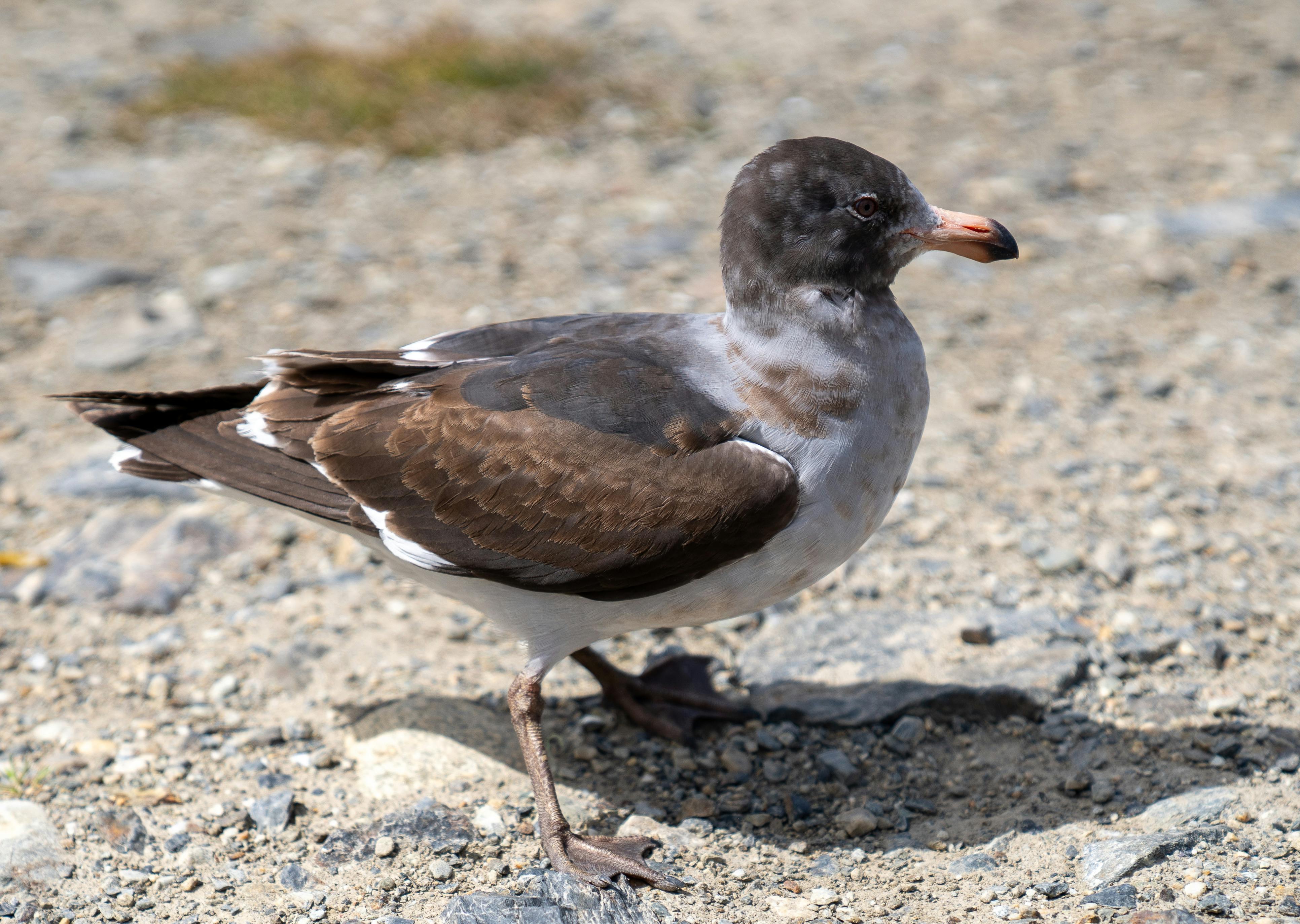 生活：健走活動推廣癌症防治 促進早期發現與治療