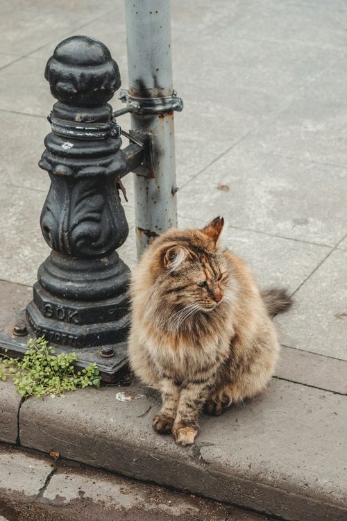 Free A fluffy ginger cat sits serenely on a city pavement beside an ornate metal post. Stock Photo