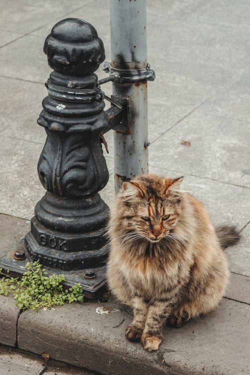 Free A fluffy tabby cat sits next to an ornate street post on a concrete sidewalk. Stock Photo