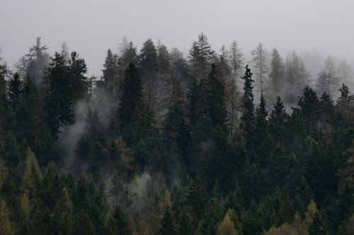 Free A serene view of a mist-covered forest with towering pine trees under a cloudy sky. Stock Photo