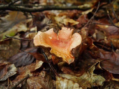 Free Close-up of a bright orange mushroom on fallen leaves in a forest during autumn. Stock Photo