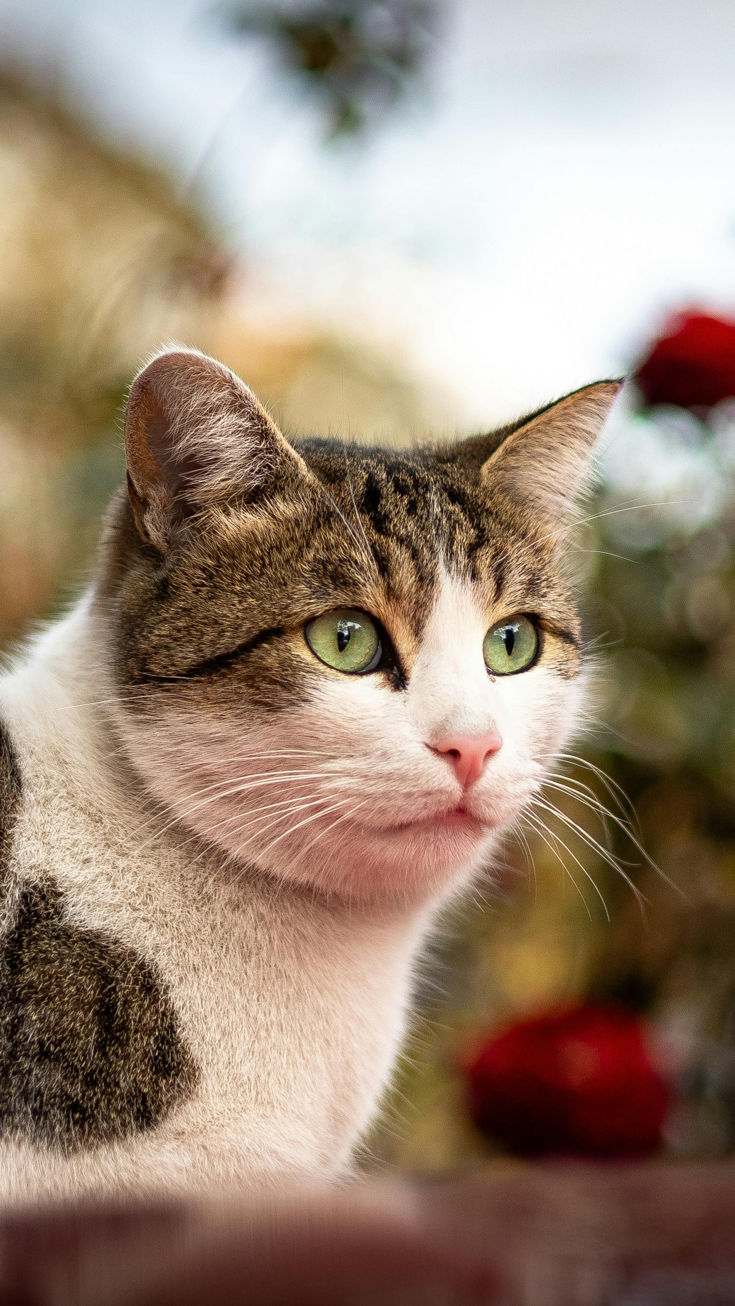 Charming close-up of a domestic cat with striking green eyes and a colorful background.