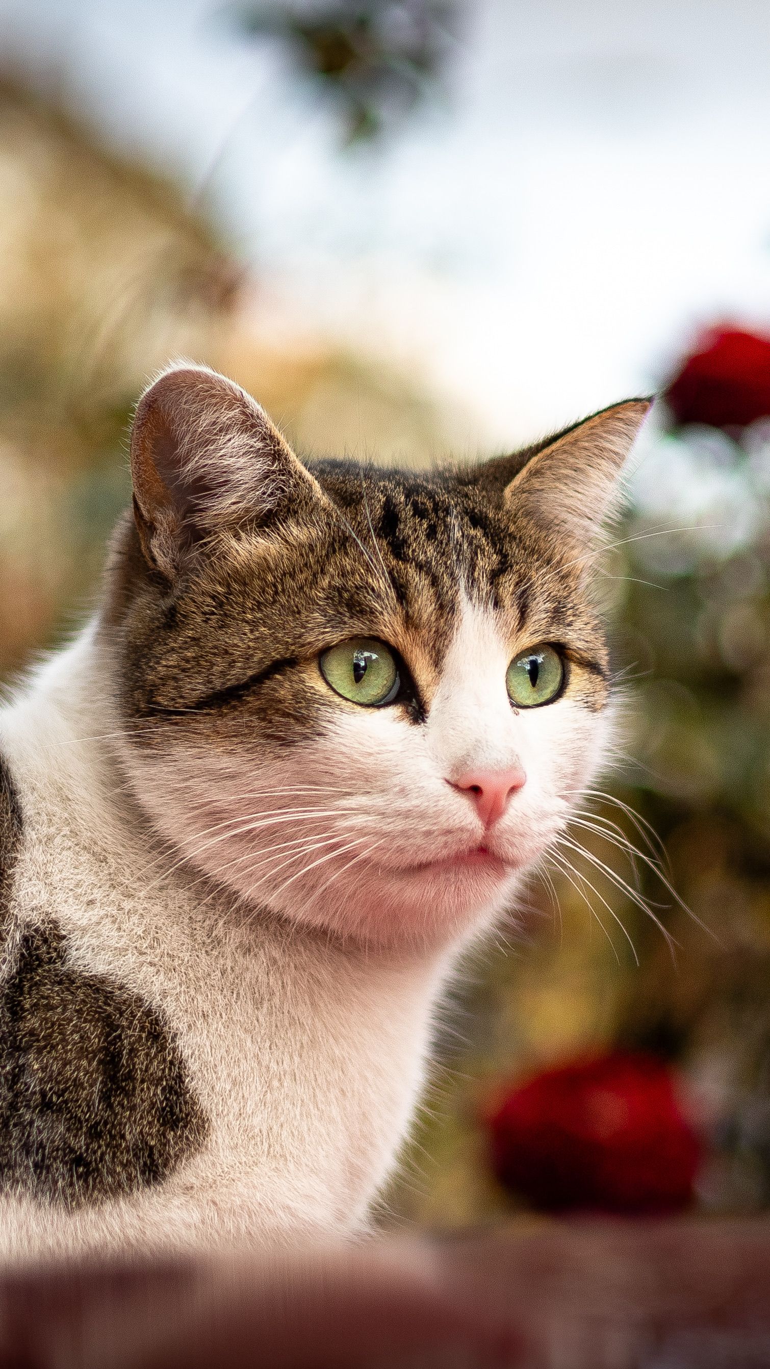 Cat Profiles Photos, Download The BEST Free Cat Profiles Stock Photos ...