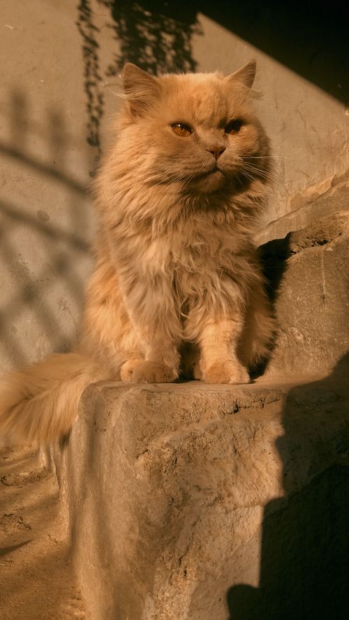 Free A fluffy golden cat with long fur sits on stone steps, basking in sunlight. Stock Photo