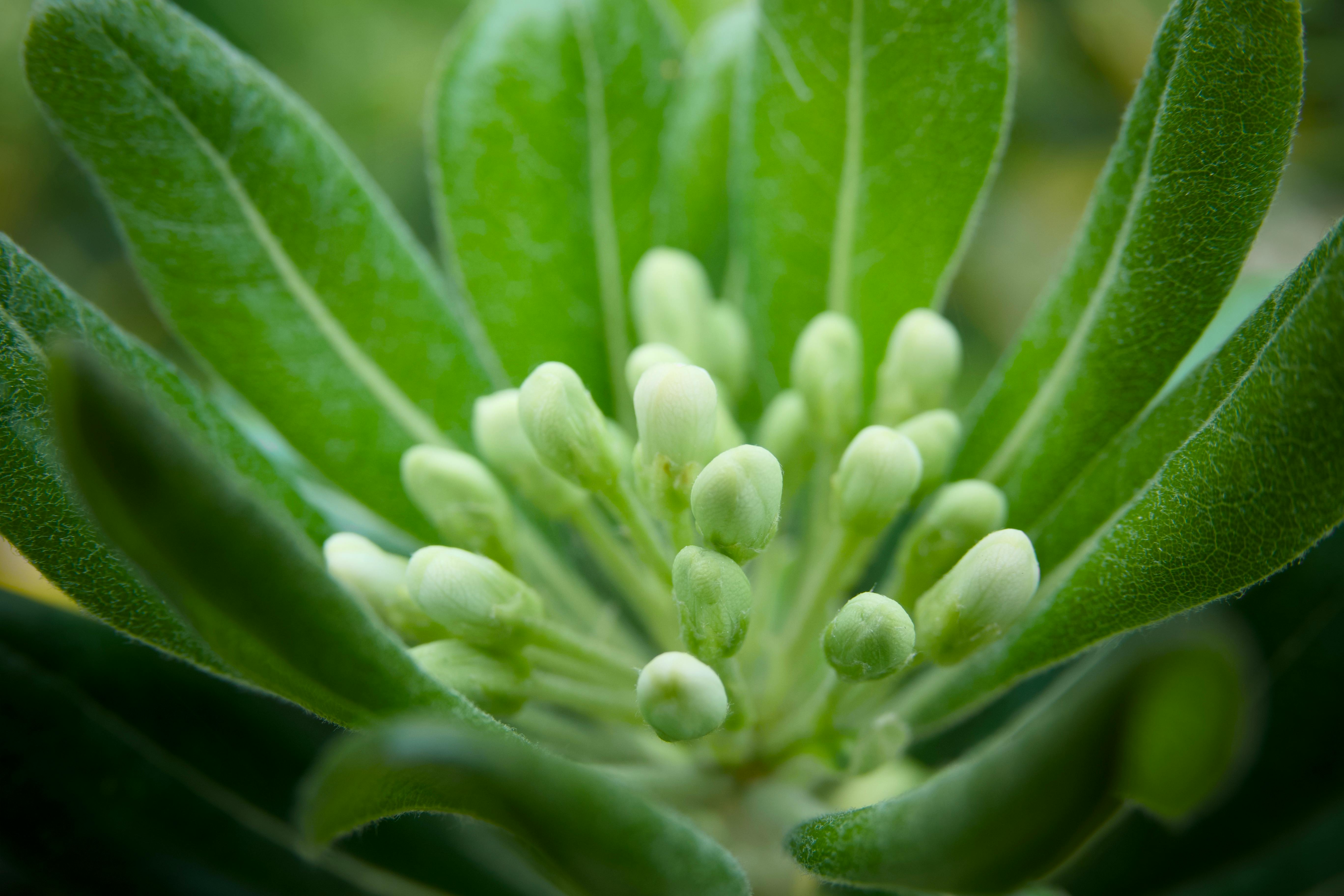 Detailed macro shot of green buds and leaves showcasing nature's fresh growth.