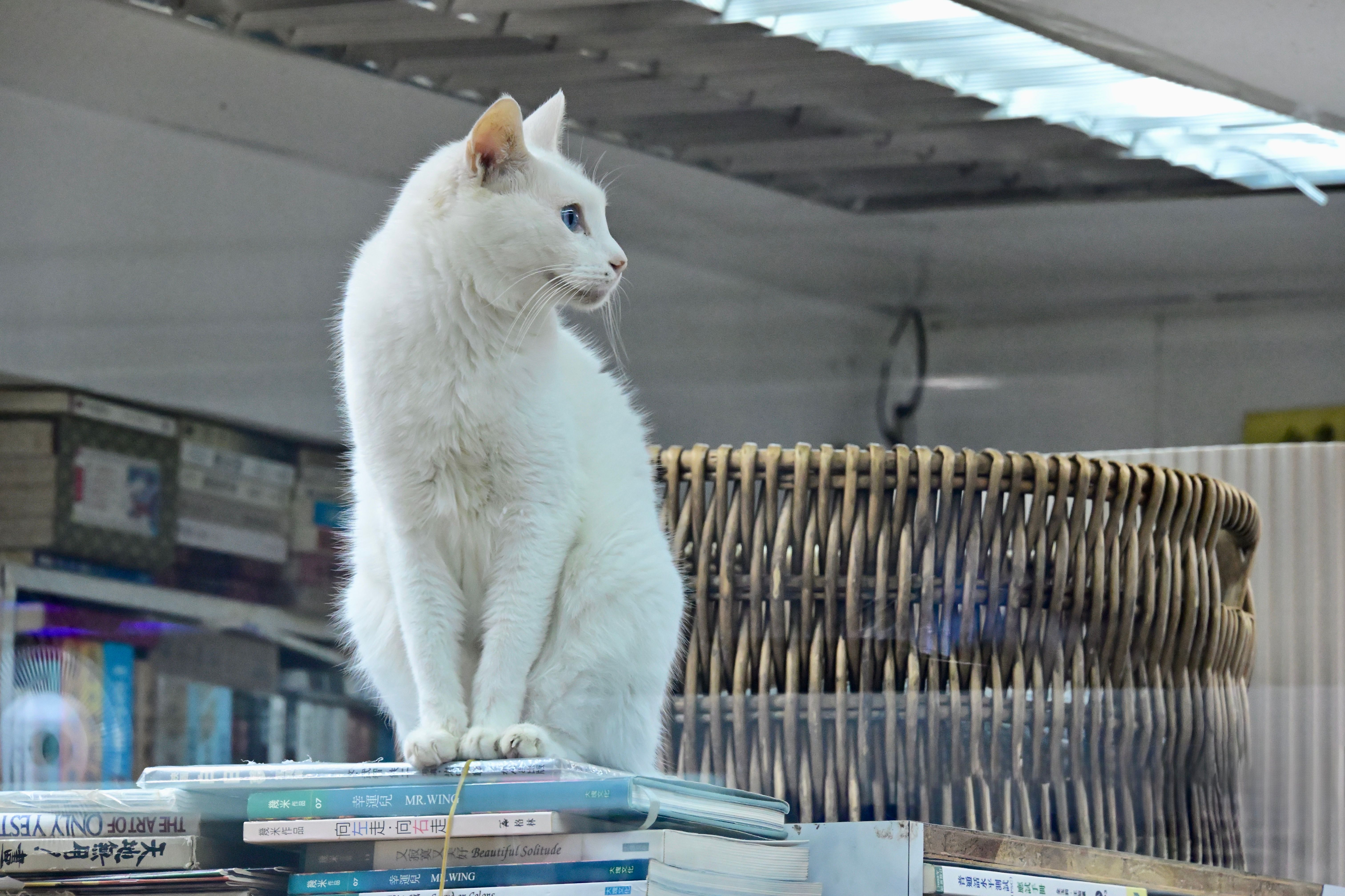 Korea pushes pet healthcare overhaul to unlock insurance market — Photo by Wong Peter on Pexels