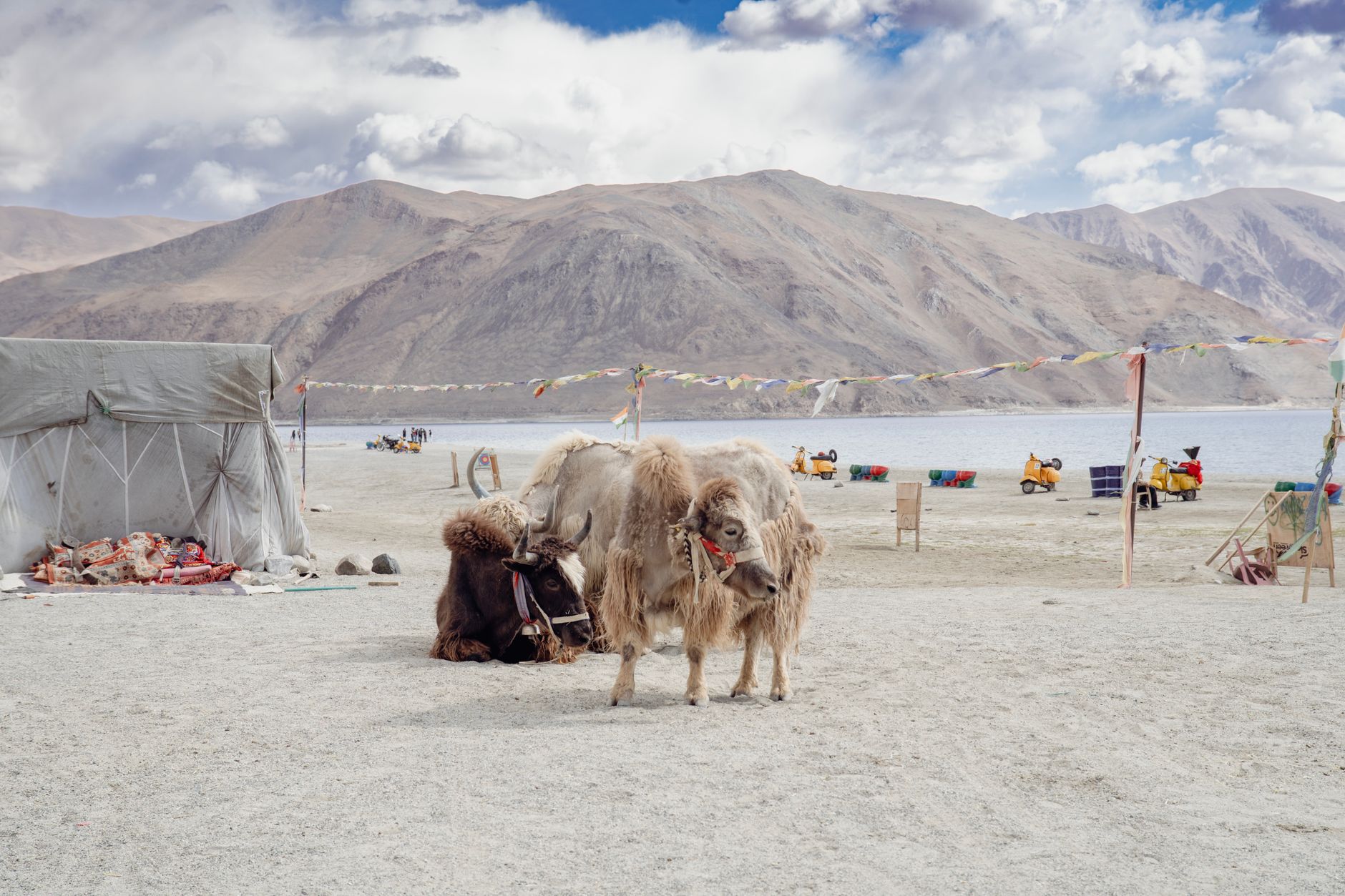 Yaks resting near Pangong Lake with scenic mountains in Ladakh, India, showcasing natural beauty and local culture.