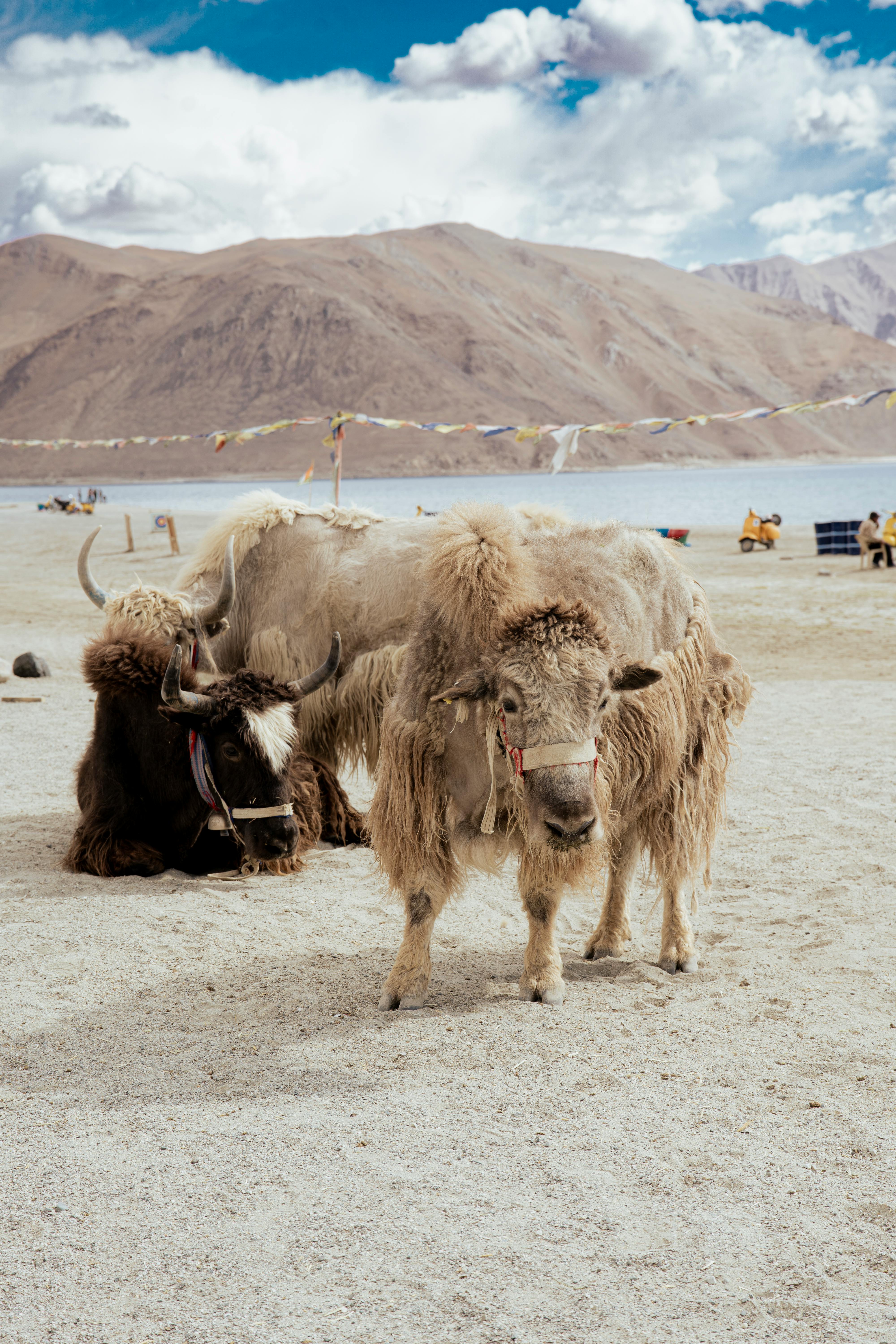 Free stock photo of adventure in ladakh, himalayan road trip, himalayas