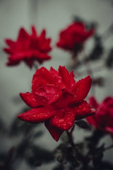 Close-up of vibrant red roses with water droplets, creating a dramatic and moody atmosphere.