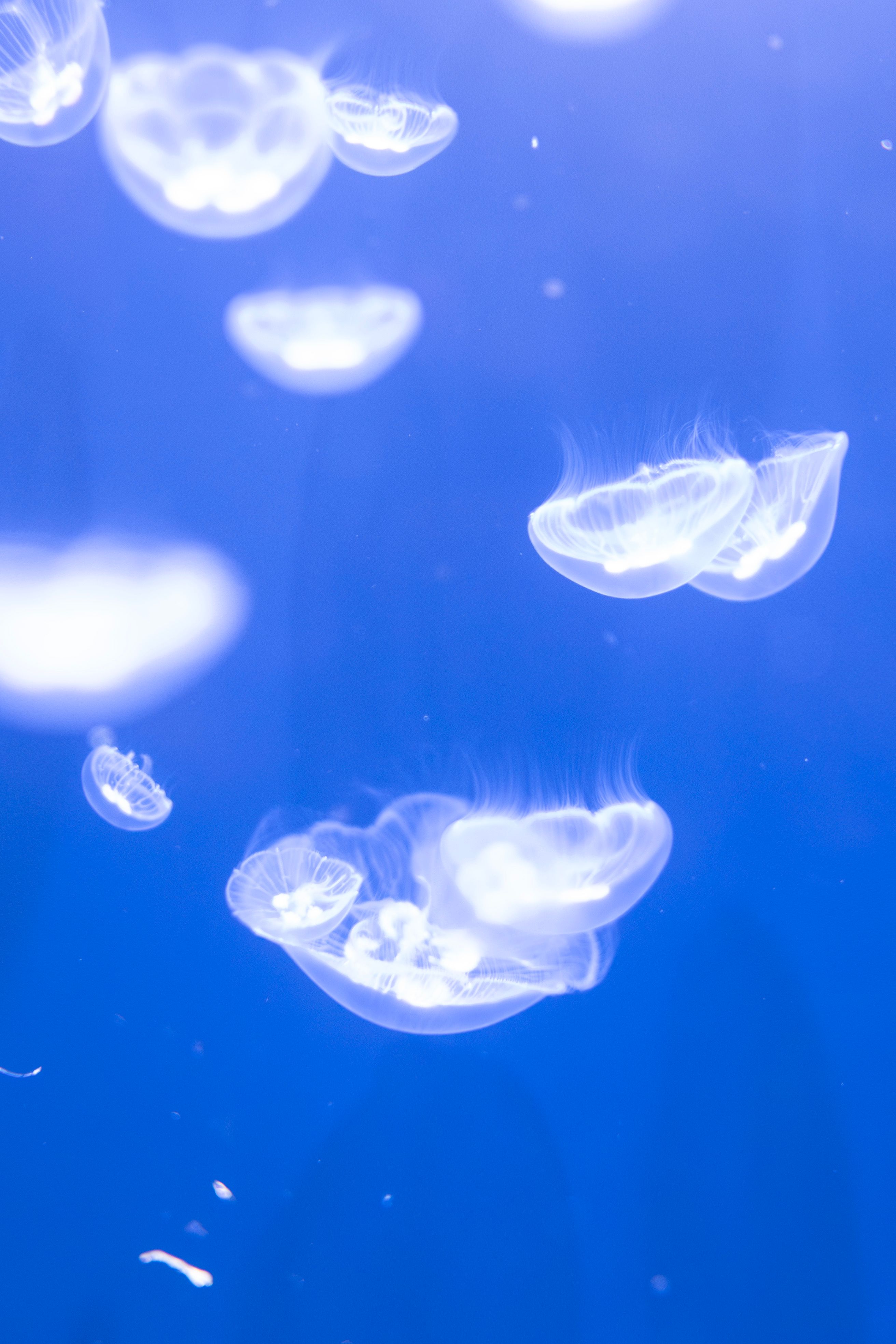 Colorful jellyfish swimming in pure blue water · Free Stock Photo