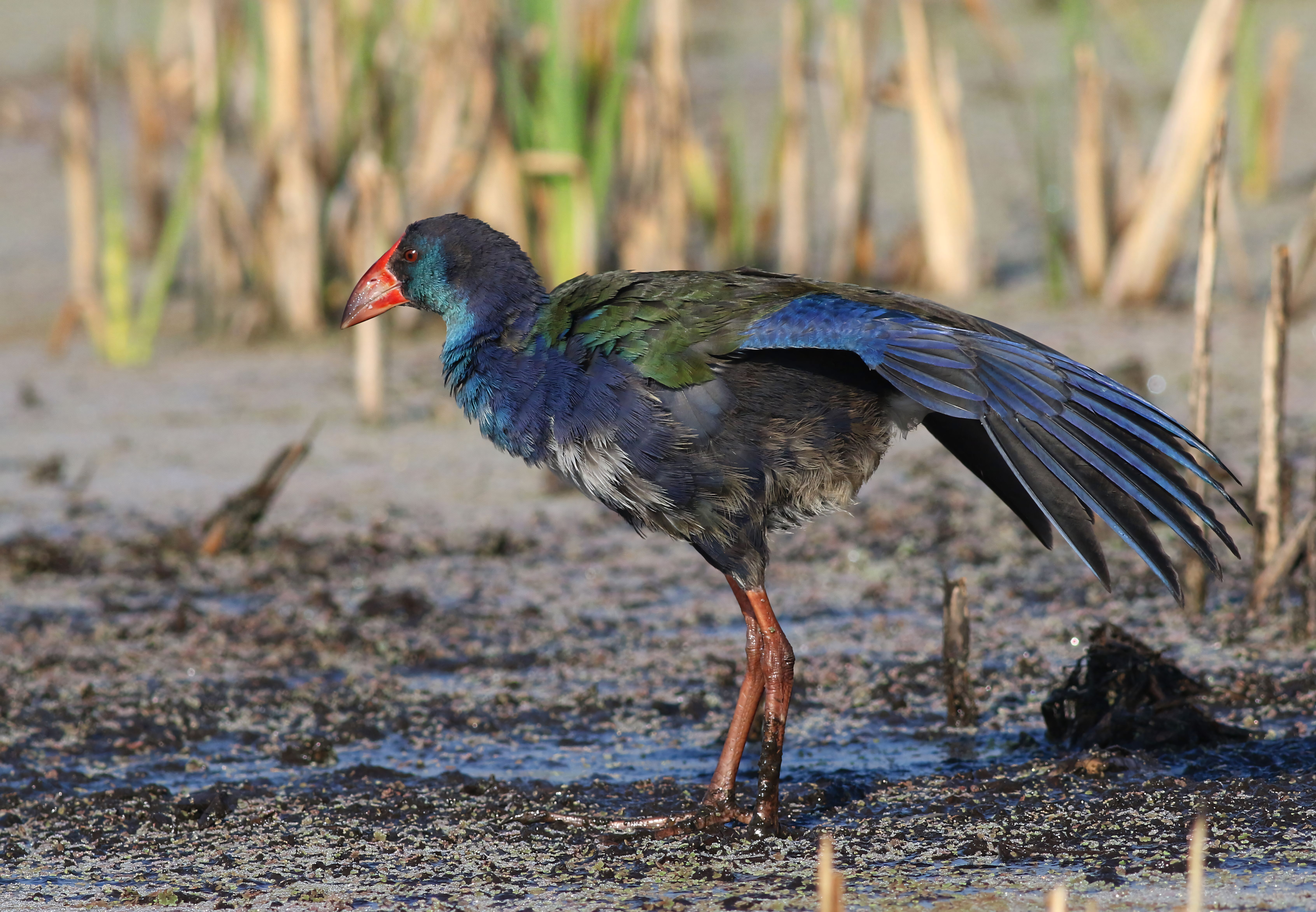 A vibrant African Purple Swamphen (Porphyrio madagascariensis) displaying its plumage in a natural wetland setting.