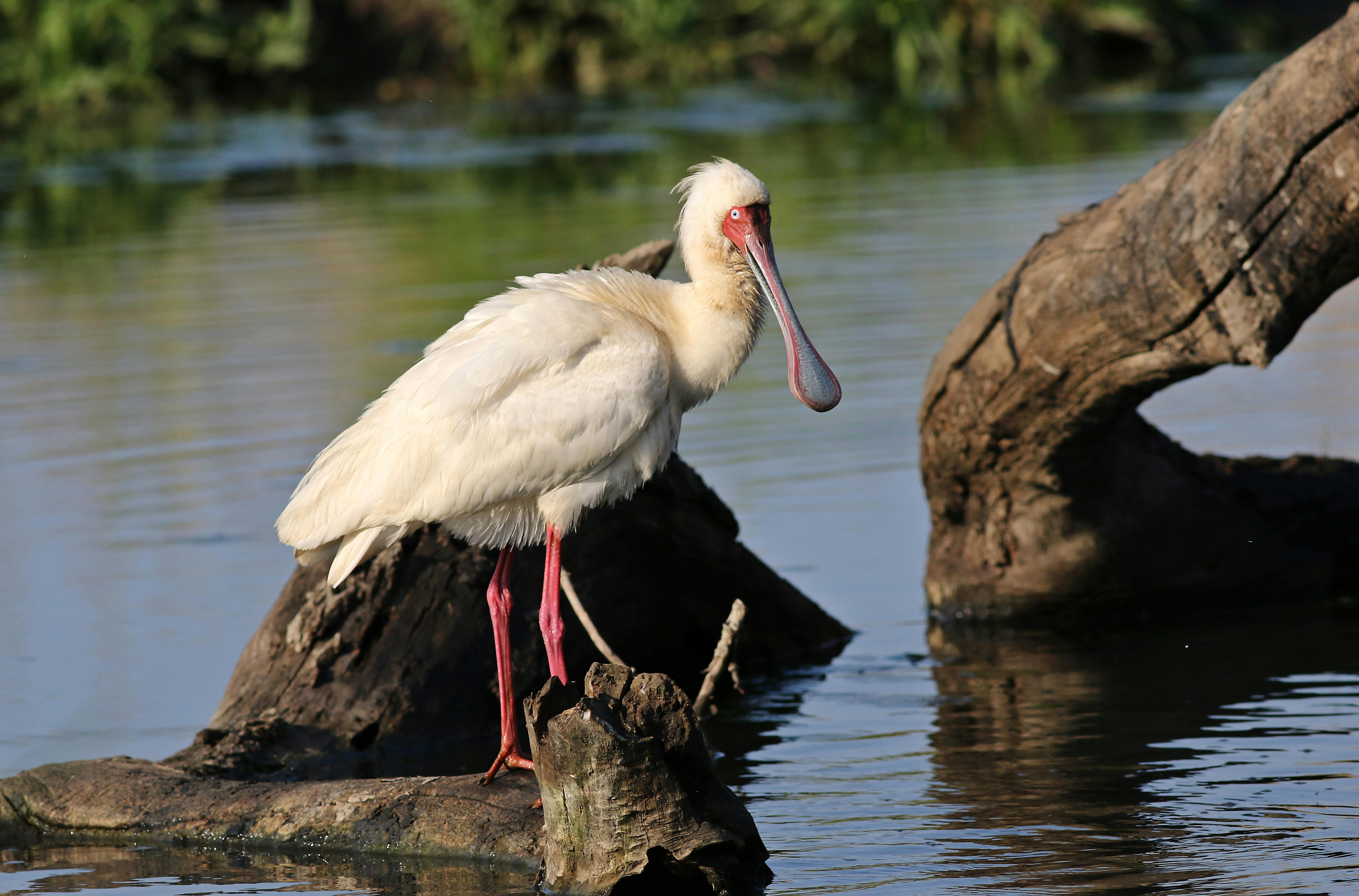 Safari Planning Tips: Essentials for an Unforgettable Adventure