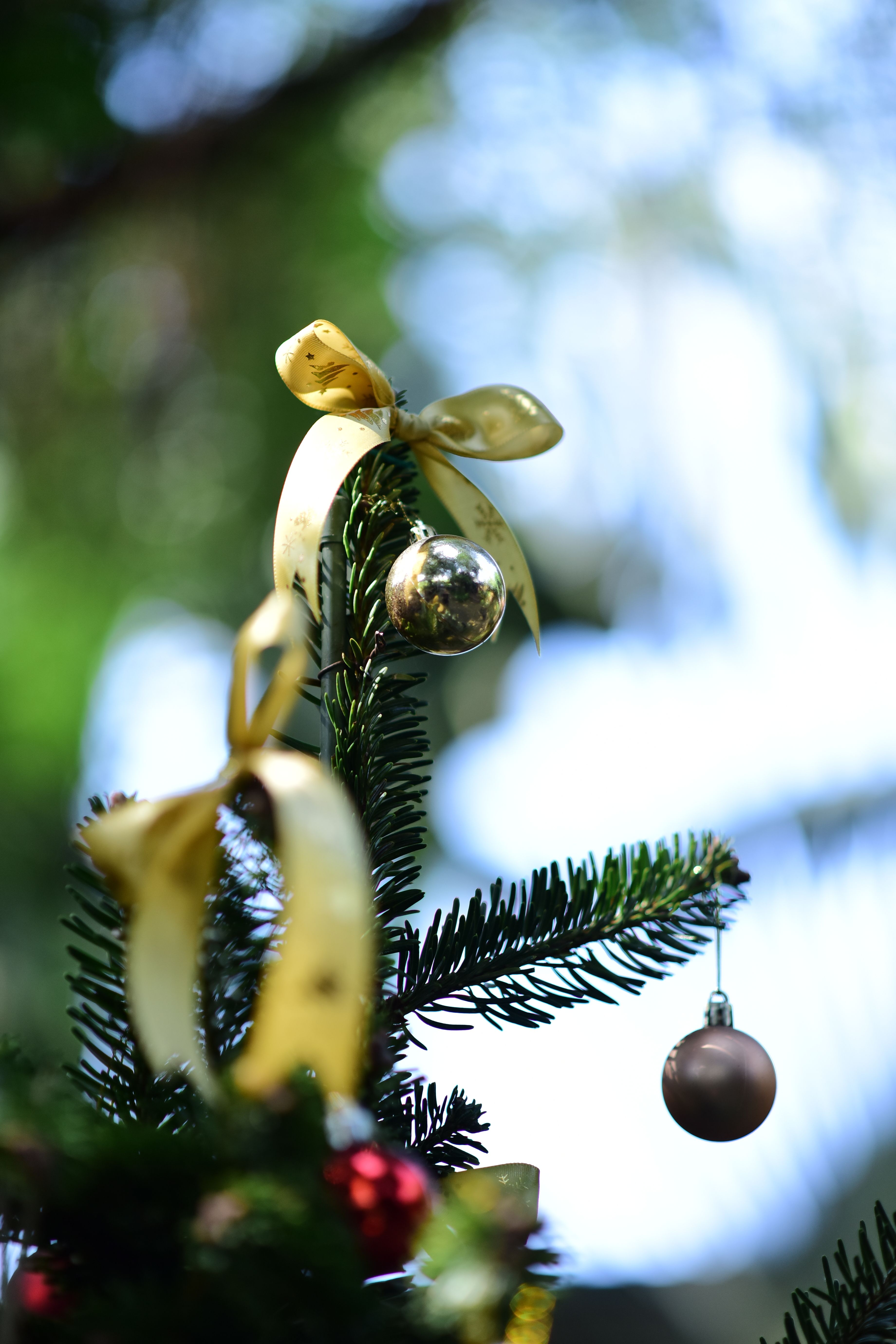 Festive Christmas Tree with Golden Ornaments · Free Stock Photo