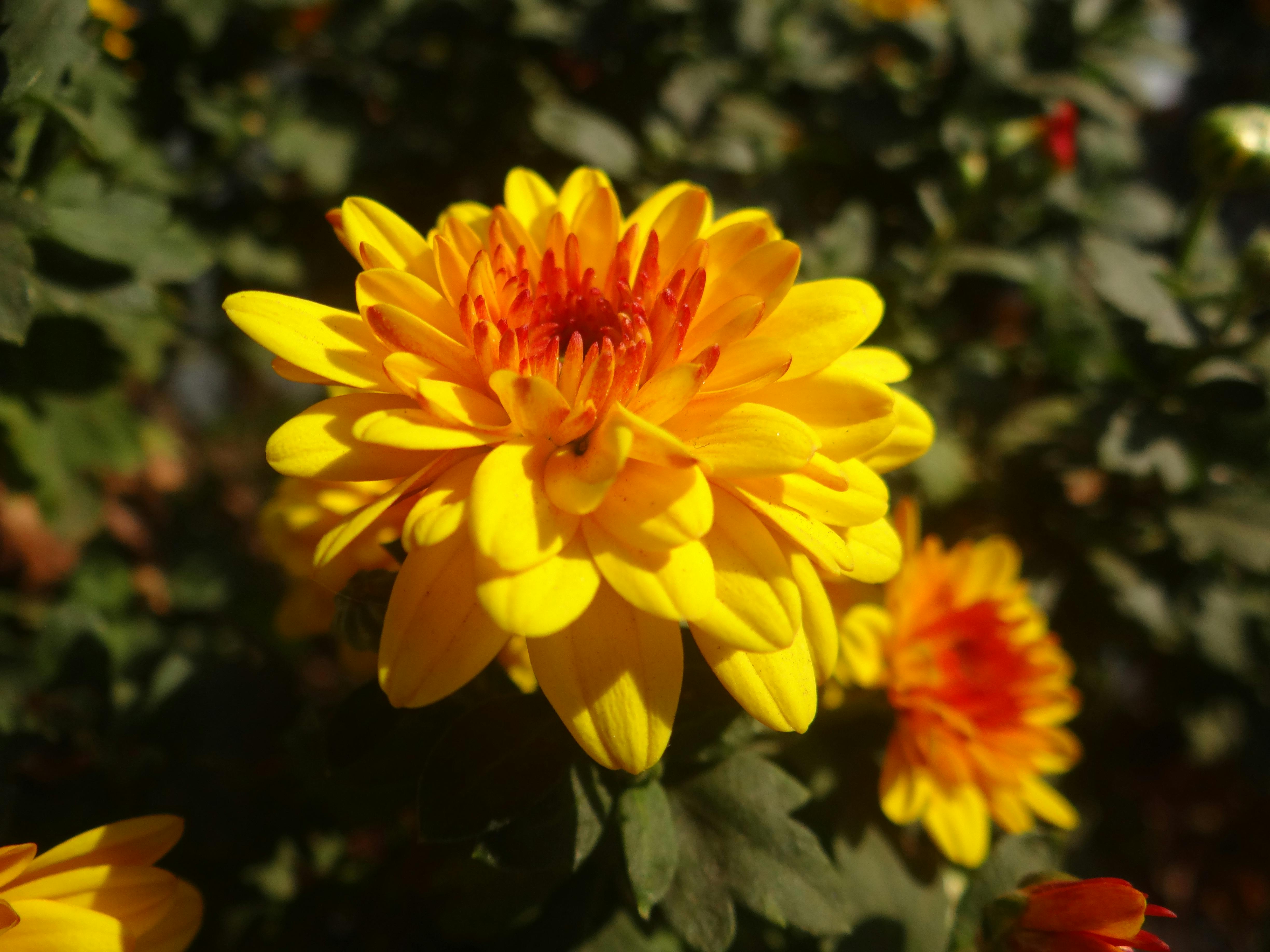 Free stock photo of autumn bloom, bloom focus, blooming season