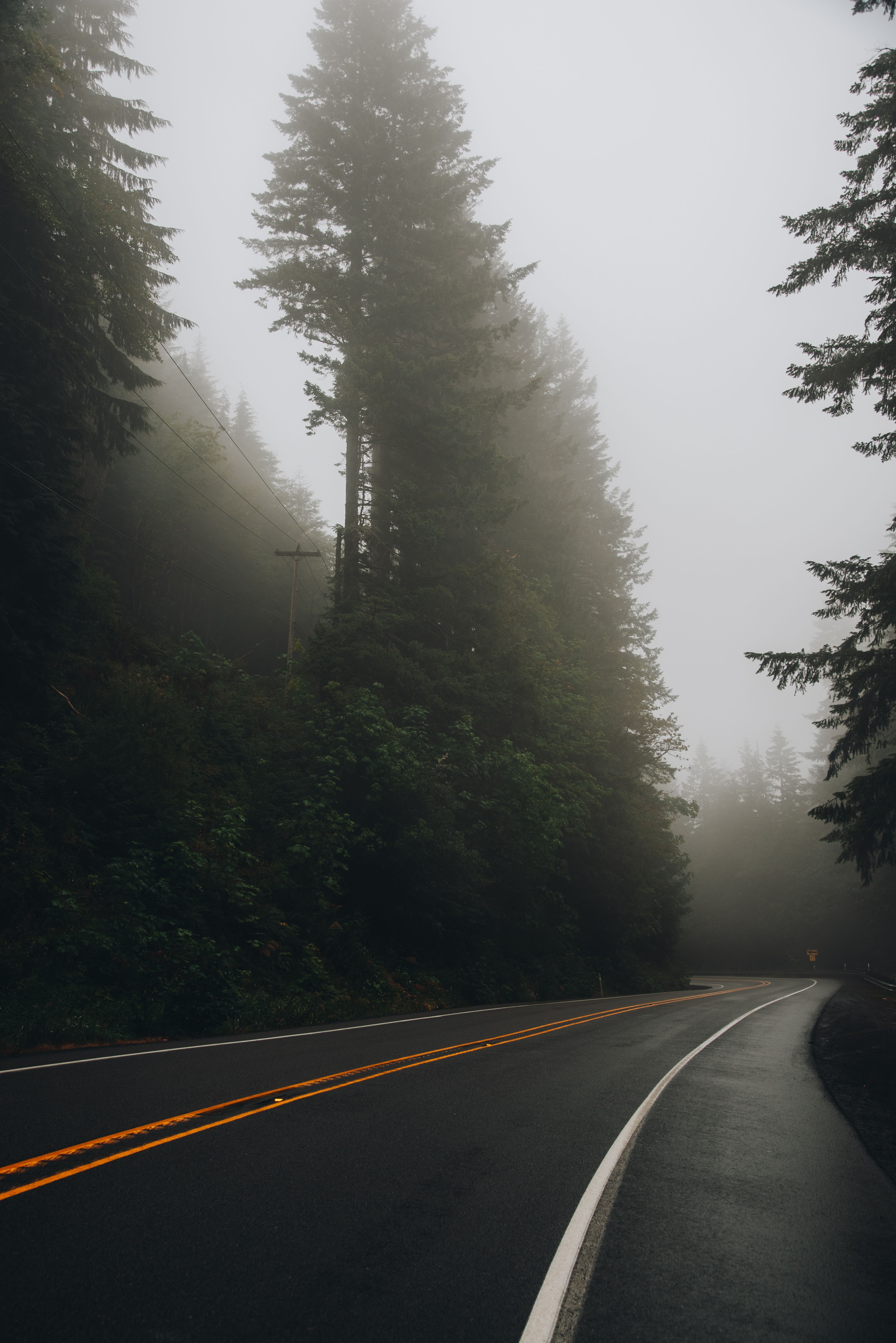 Curving road through a foggy, forested landscape in Washington State.