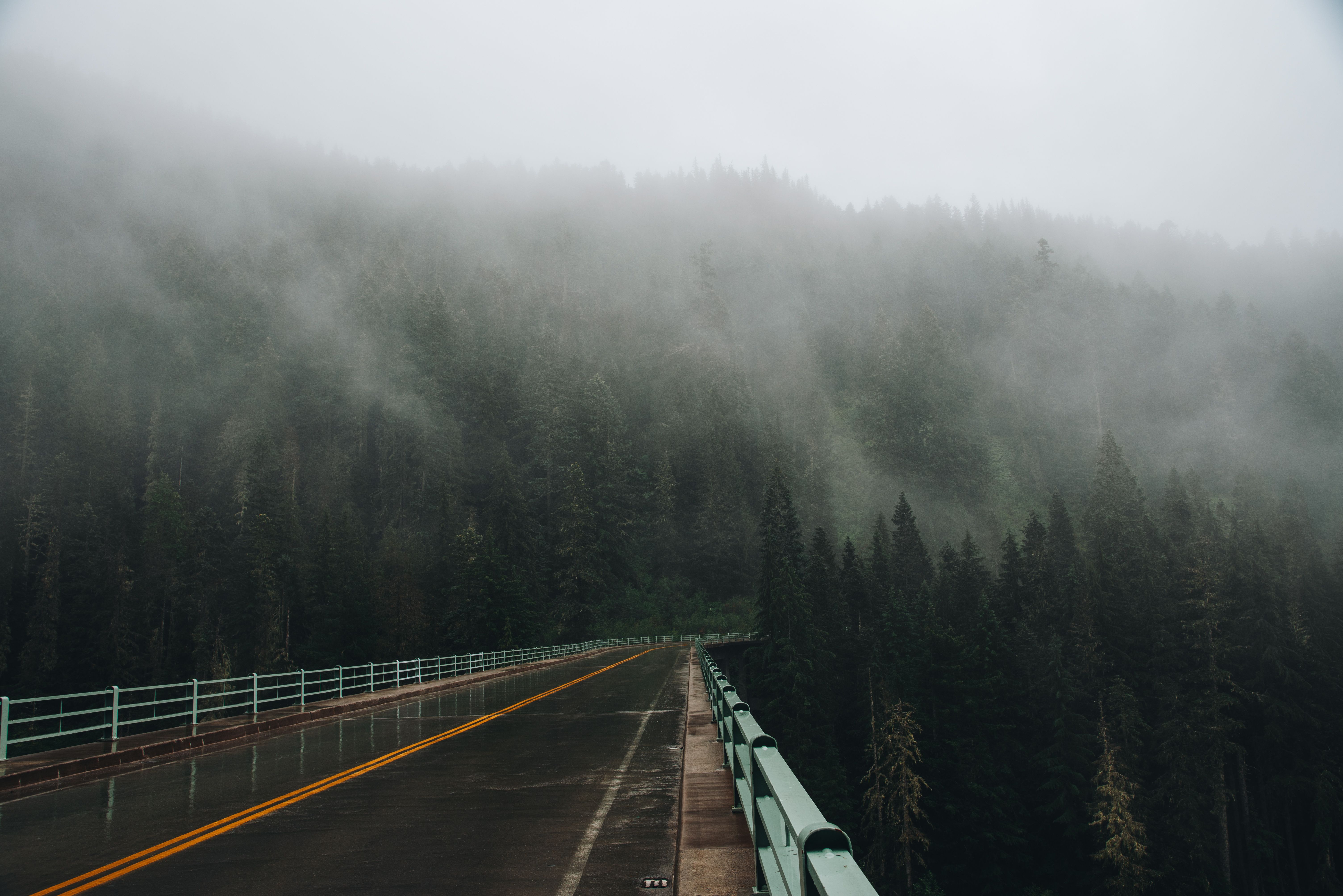 Forêt de conifères du Nord-Ouest pacifique sous un ciel gris et couvert.
