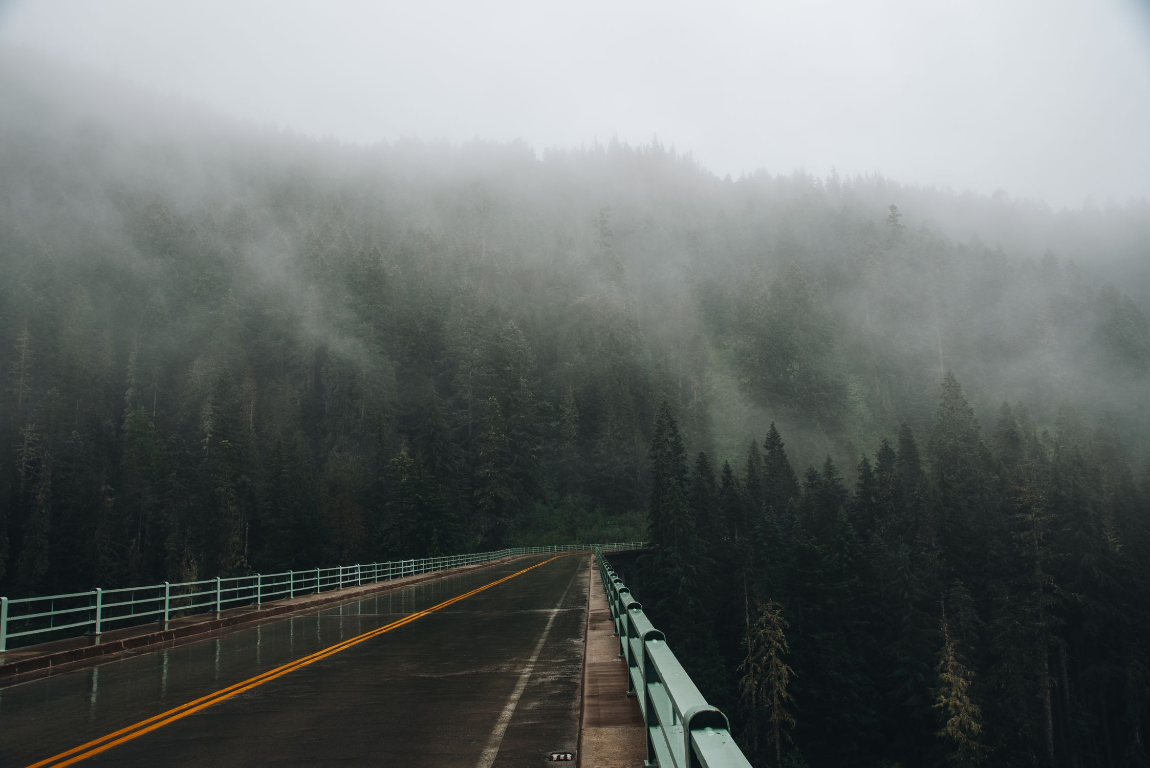 A serene road cutting through a misty forest in Washington, USA, capturing the essence of the Pacific Northwest.
