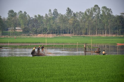 Free Fishermen using traditional methods in lush fields of Rangpur, Bangladesh. Stock Photo